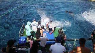 Antalya'da 32 Orkinos balığına uydudan izleme cihazı takıldı