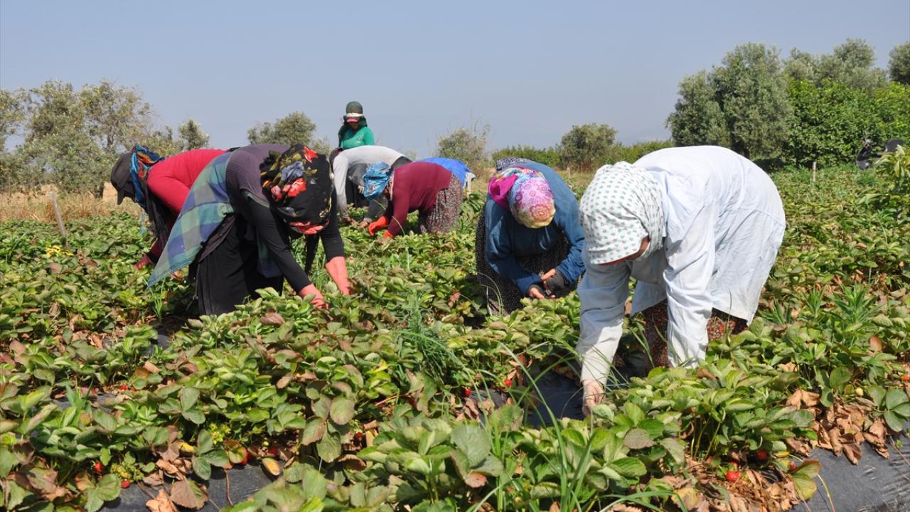 "Sıcakta toplamakta güçlük çekiyoruz"