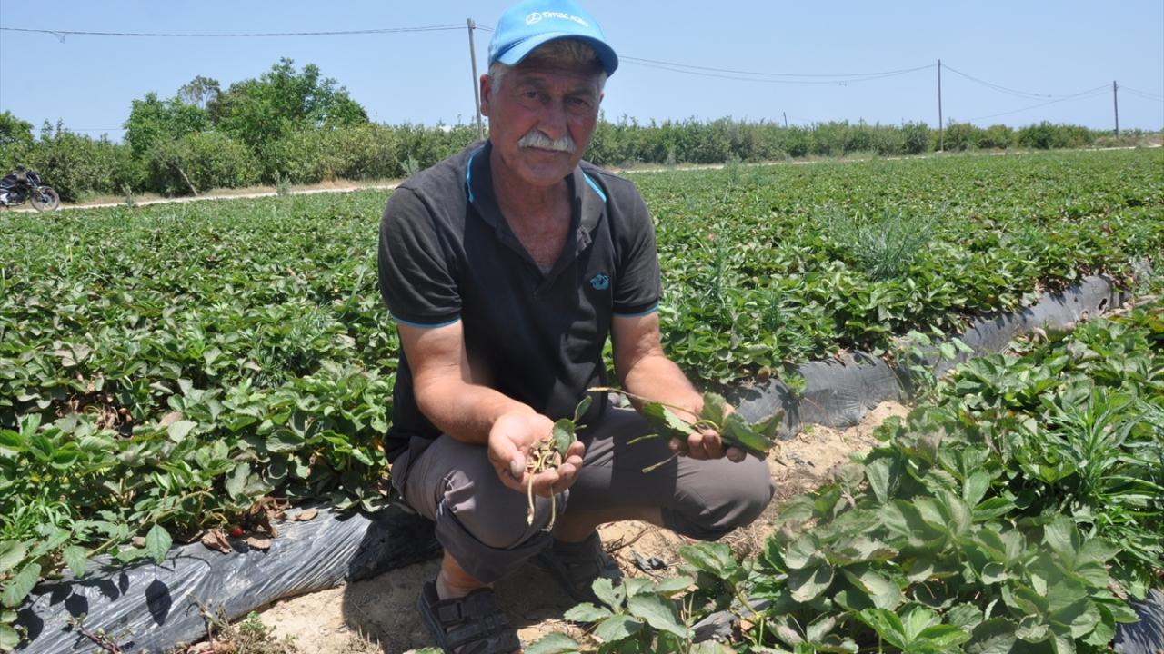 "Yapraklar sararıp kurudu"
