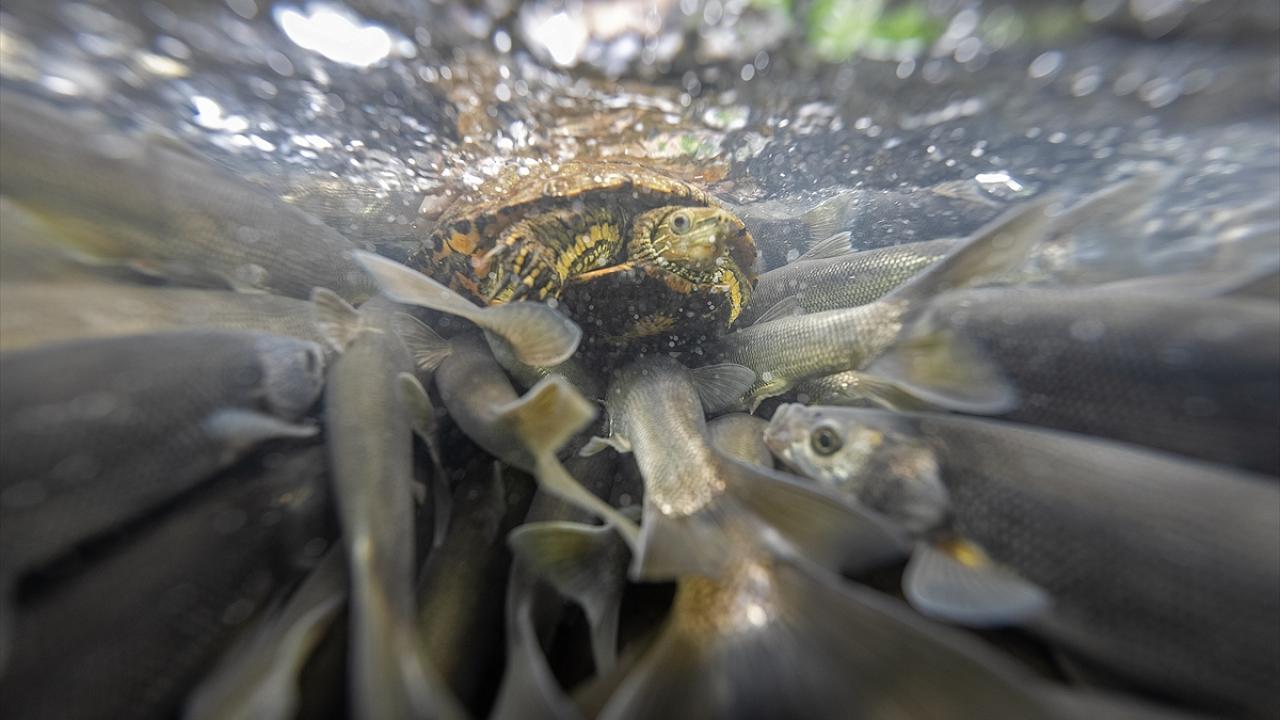 "Av yasağının başlamasıyla ekiplerimiz denetimler yaptı"