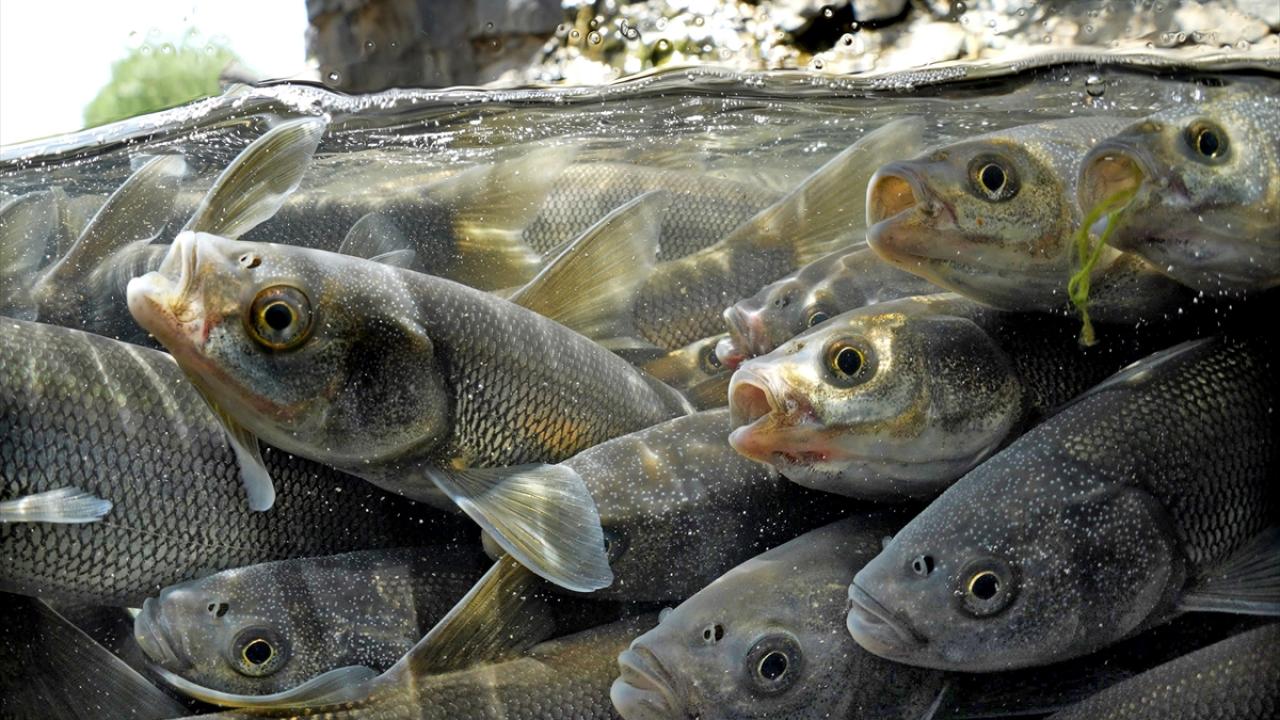 "Herkes, inci kefallerinin neslini sürdürmesine katkı sağlıyor"
