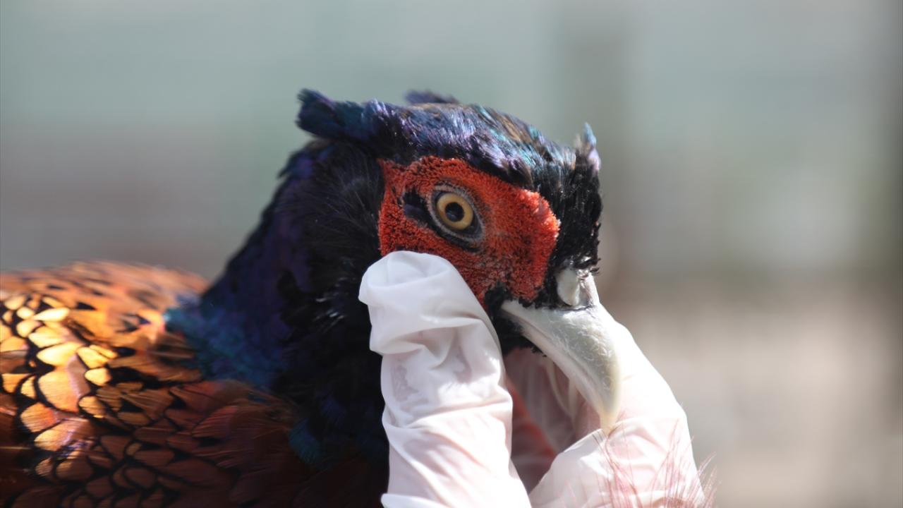 2023 yılında 14 bin 232 sülün üretildi