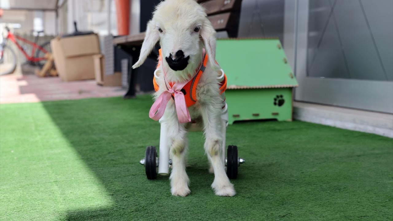 Pamuk`un 1 ay içerisinde yürümesi bekleniyor
