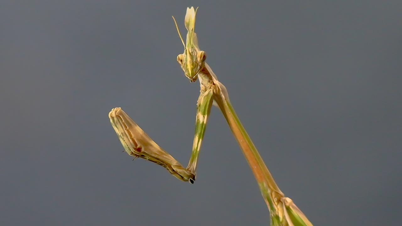 "Etobur bir böcek, bitkisel üretime zarar vermez"