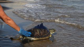Mersin'de uydu takip cihazı takılan 2 yeşil deniz kaplumbağası denize salındı