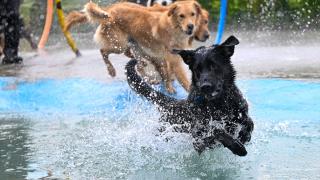 Gaziantep'teki evcil hayvan oteli bayramda tam kapasite çalışacak