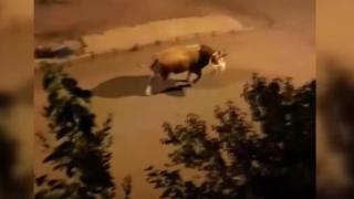 Kaçan kurbanlık mahalleyi birbirine kattı