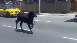 İstanbul'da kaçan kurbanlık iki ilçe gezdi: O anlar kamerada