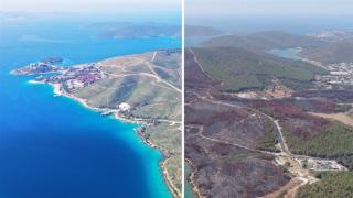 Yanan ormanlar rehabilite ediliyor