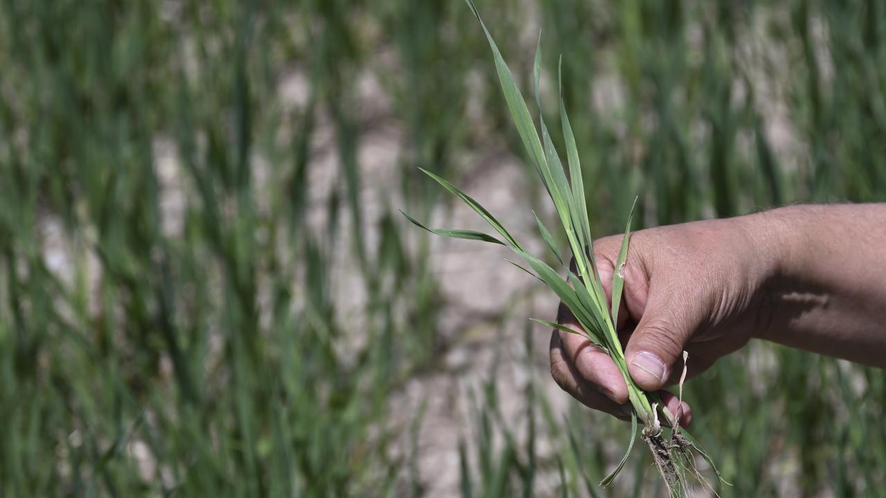 "Yağışa ve meteorolojik verilere göre gübreleme haritası sunuyoruz"