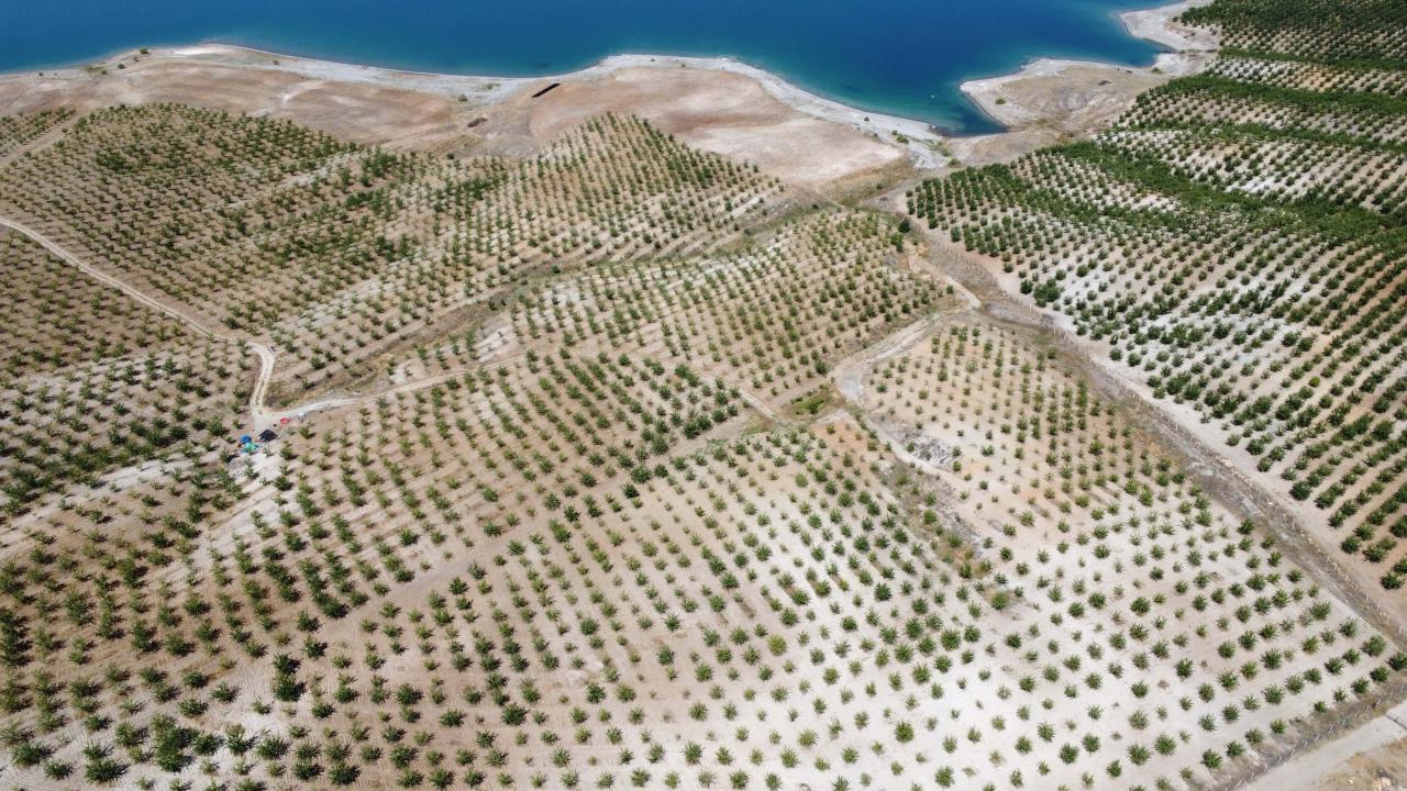 "5 yıl içerisinde badem ekiliş alanında yüksek artış oldu"