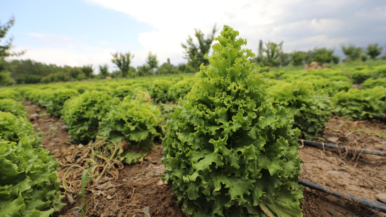 "Kazanıyoruz, çok da memnunuz"