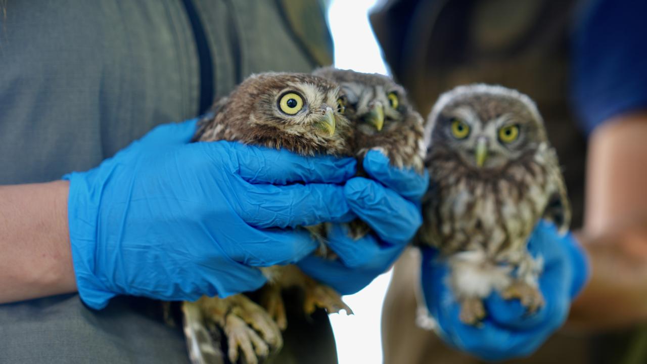 Mayıs, haziran ve temmuz, kanatlılar için uçuş egzersizi ayları