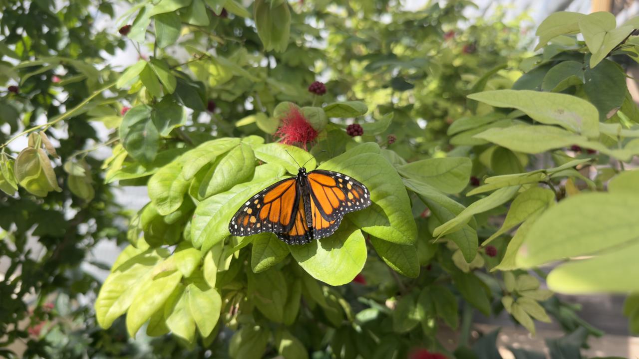 "Misafirlerimiz çok rahat bir şekilde kelebekleri izleyebilecek"