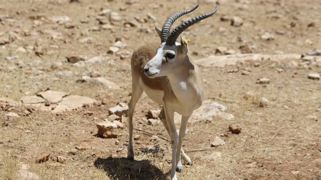 Proje, yaban hayvanlarının stres seviyelerini düşürmek için geliştirildi