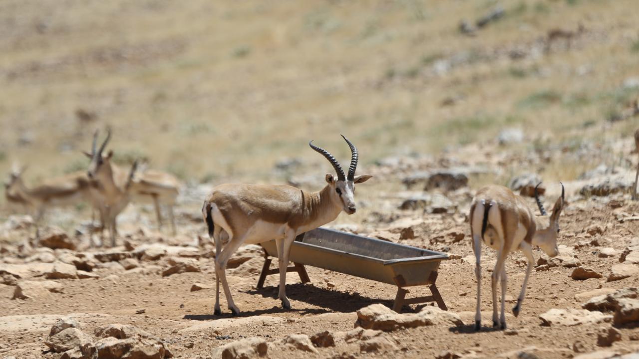 "Yüzde 87`lik bir başarıyla ceylanların yerini tespit edebiliyoruz"