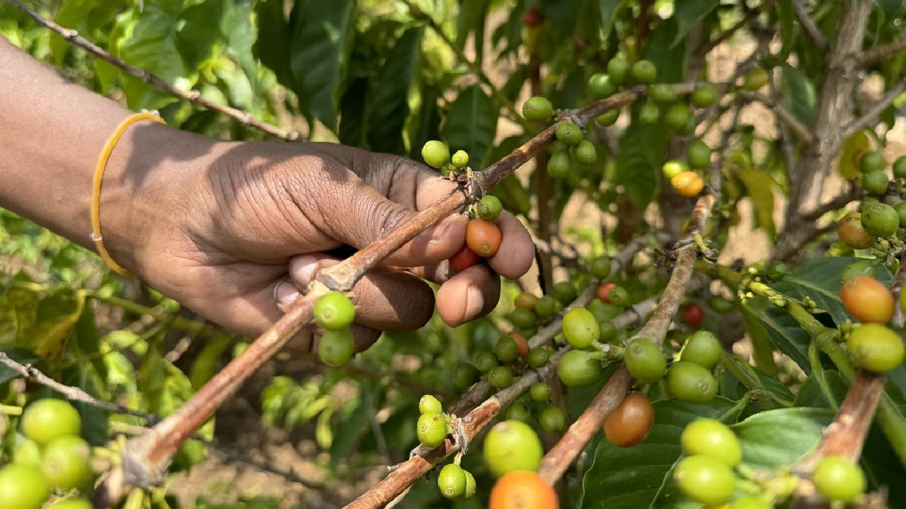 Kahvenin bahçeden fincana yolculuğu