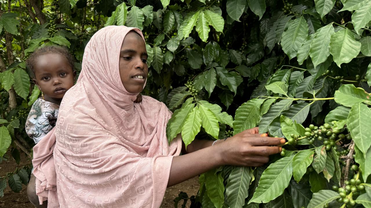Dedesinin geleneğini sürdürüyor