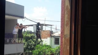 Kaçmak için çatıdan atlayan keçi elektrik tellerinde asılı kaldı