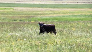 Erzurum'da yola kaçan kurbanlığı sürücüler yakaladı