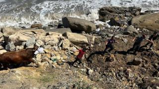 Zonguldak'ta denize kaçan boğayı itfaiye ekipleri yakaladı