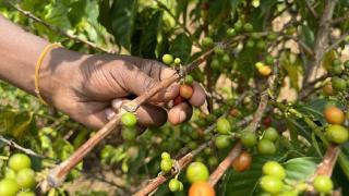 Kahvenin bahçeden fincana yolculuğu