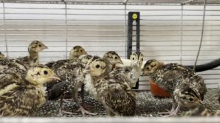 Yumurtadan çıkan sülünler doğaya salınacakları günü bekliyor