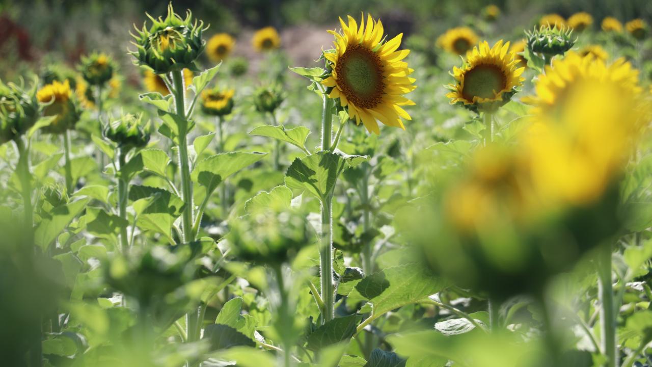 "Çiftçimiz, bu ay düşecek olan yağmuru bekliyor"