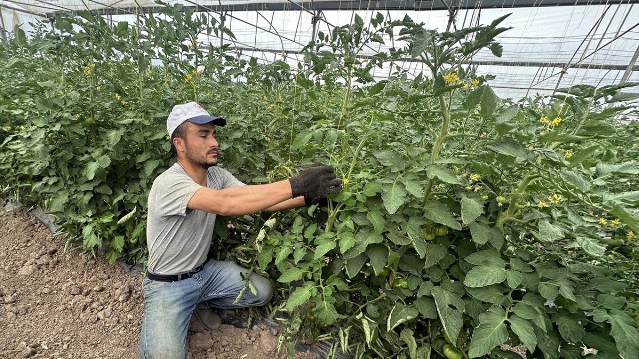 Üreticiler birim alandan daha fazla para kazanacak