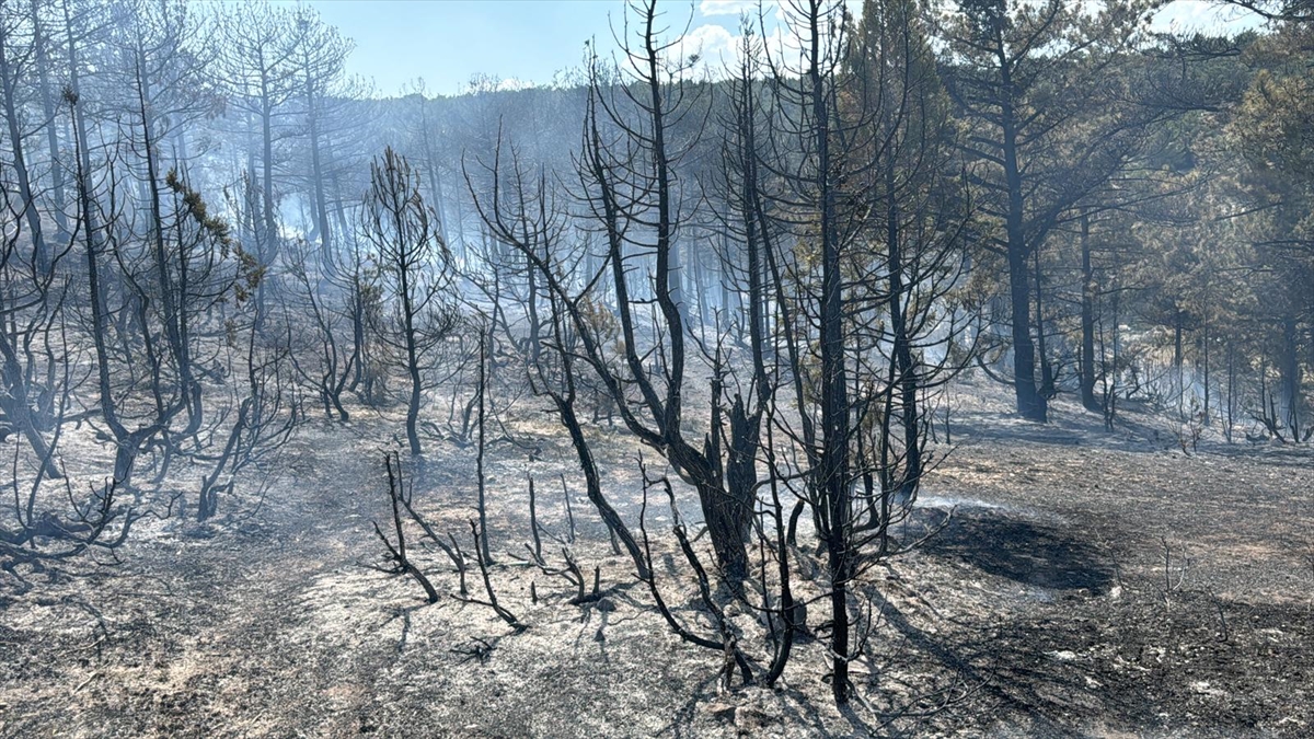 "Yaklaşık 2 hektarlık alan zarar gördü"