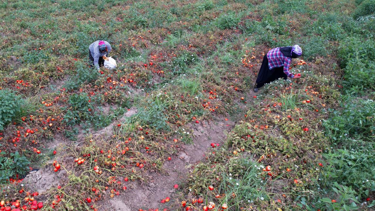 “Domatesin yarısı zarar”