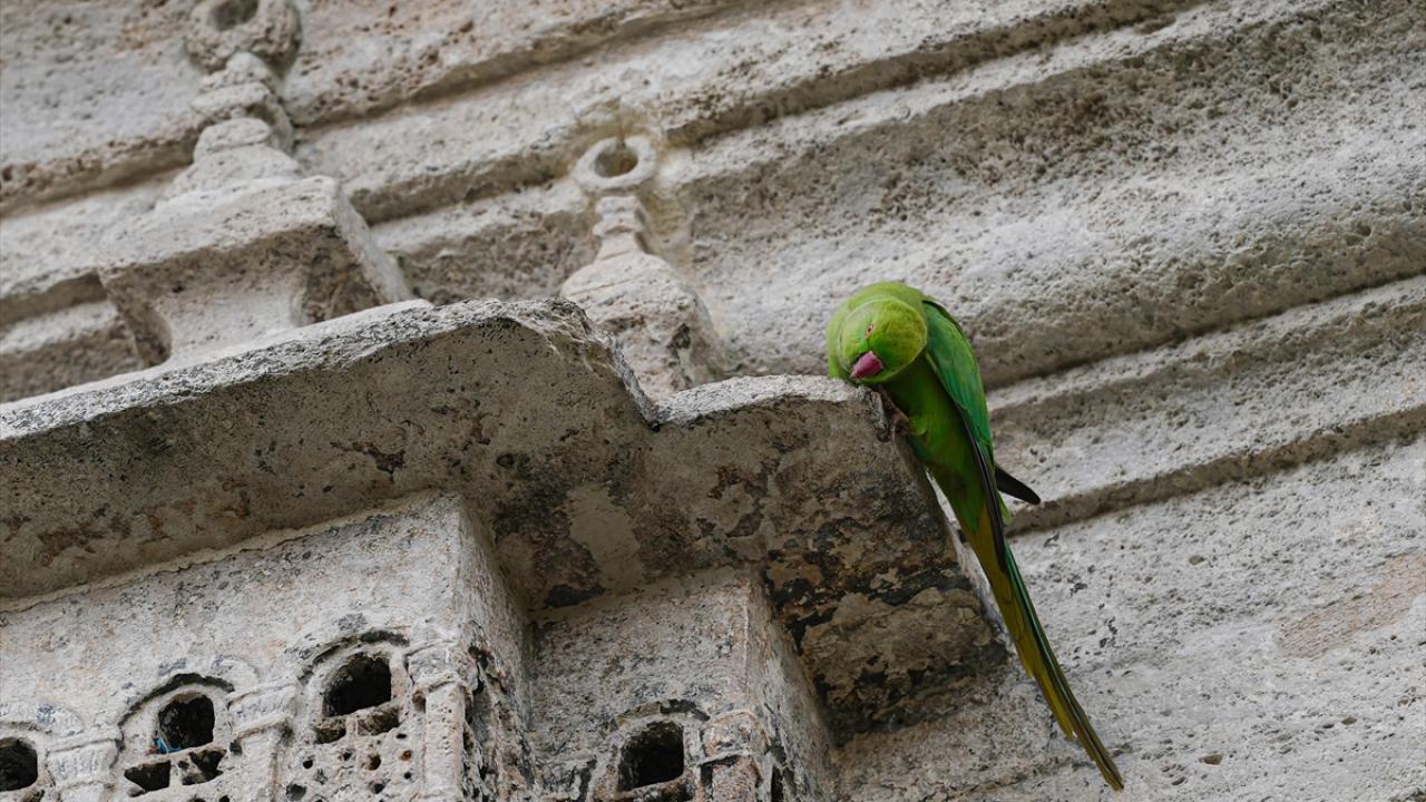 "Kuş evleri, yapıldığı dönemin mimari ve estetik zevkini gösteriyor"