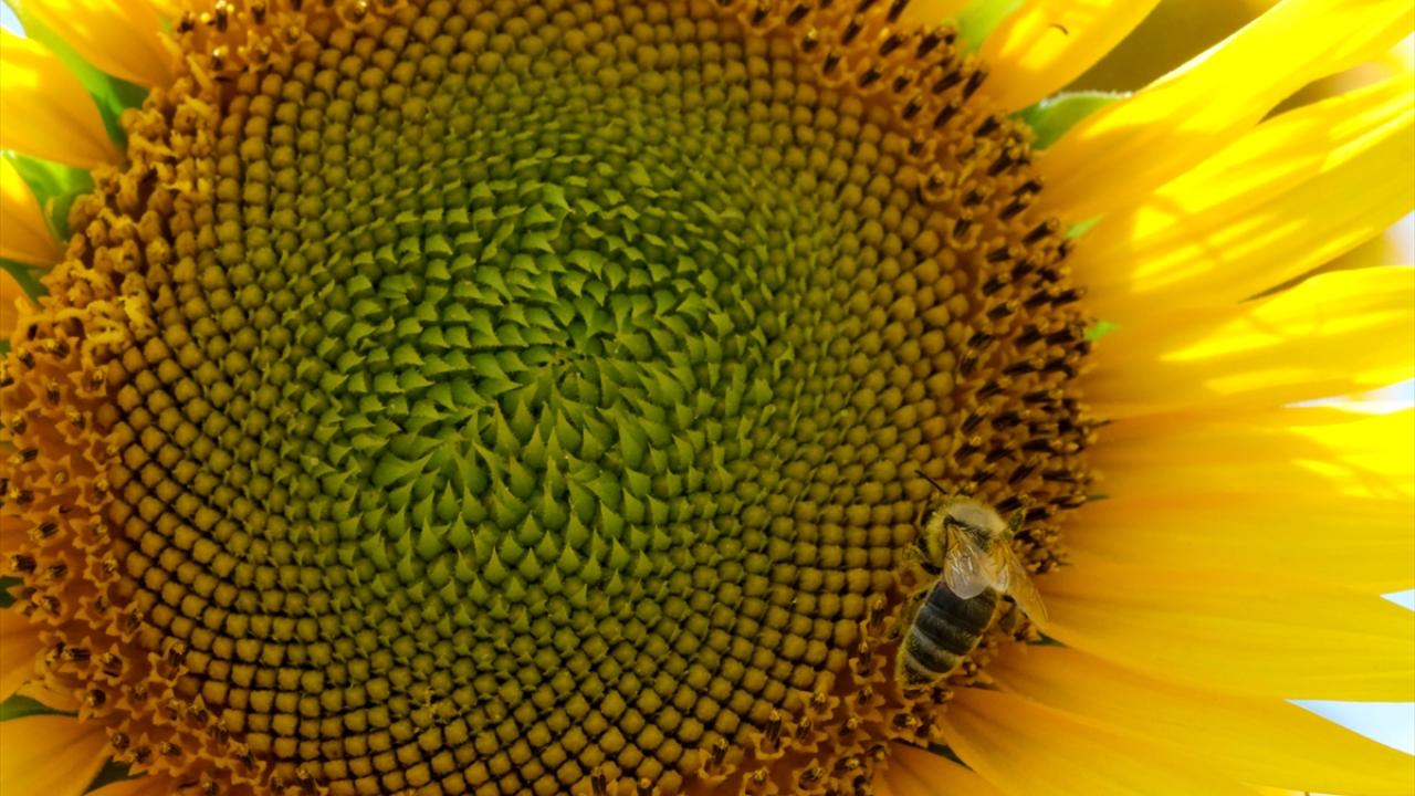 Edirne`de geç ekilen ayçiçeğinin "stresine" bayram öncesi yağışlar iyi geldi