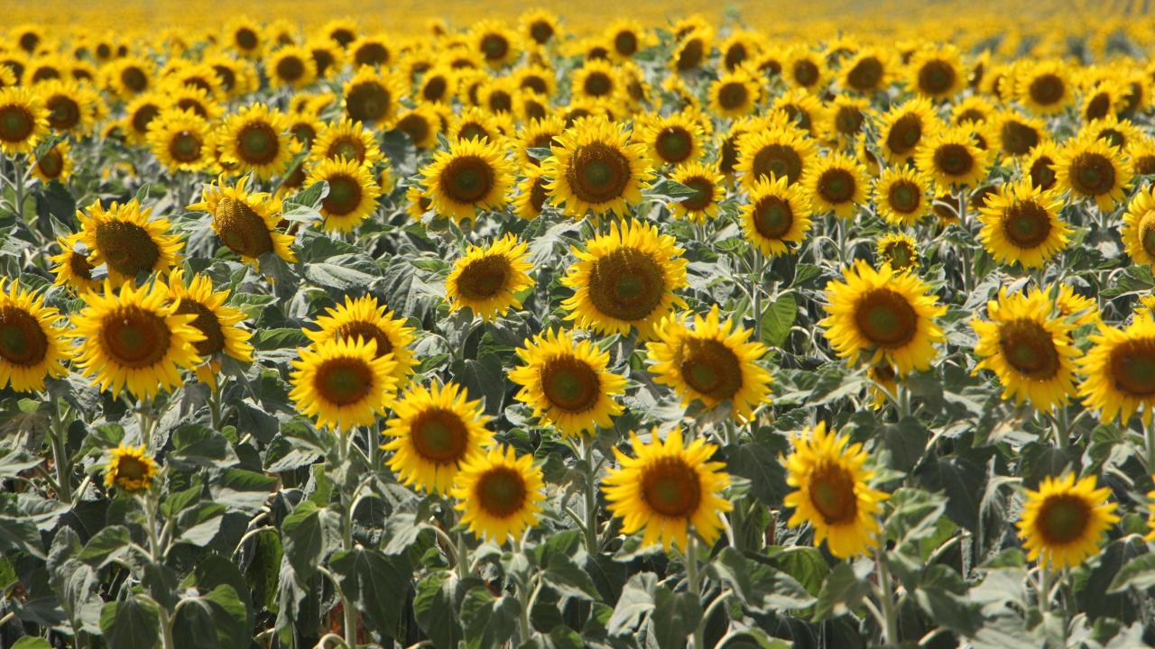 "Sıklıkla ürünlerini kontrol etmeliler"