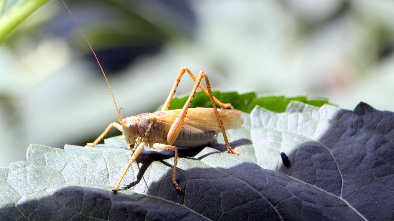 "Ayçiçeğinde strese karşı serin hava şart"