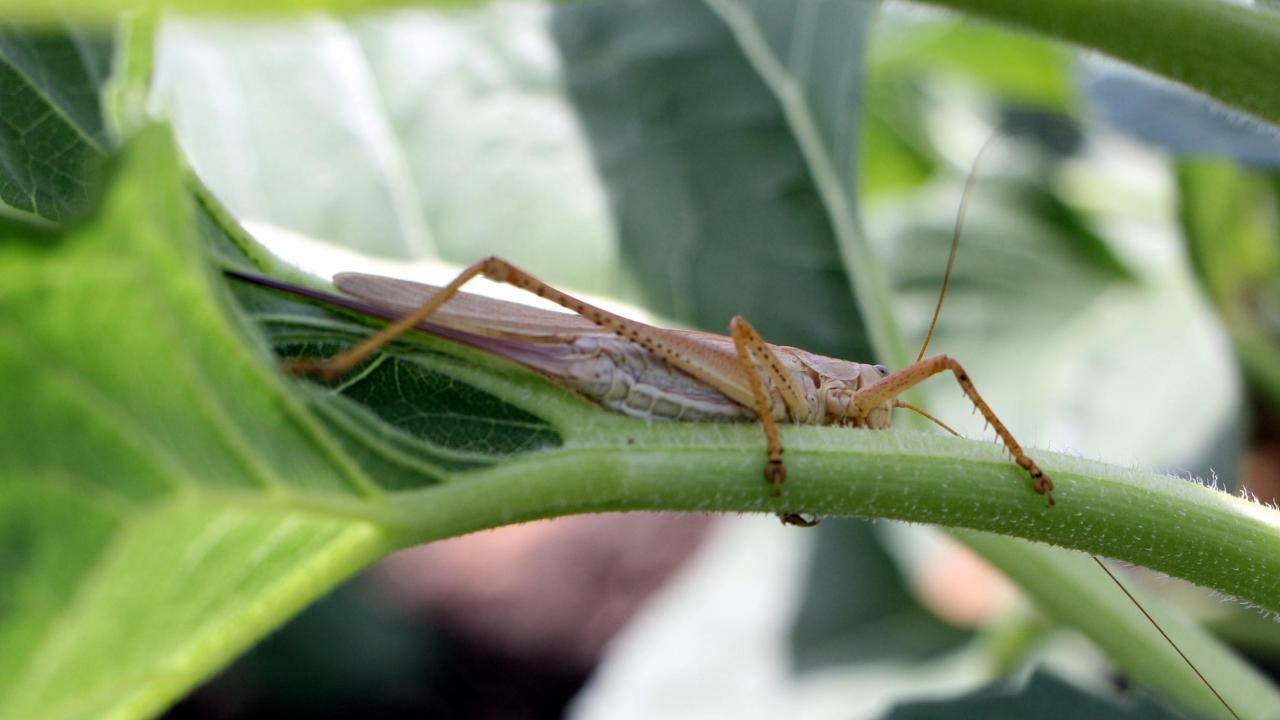 "İlaçlama yapacak kadar zarar yok"
