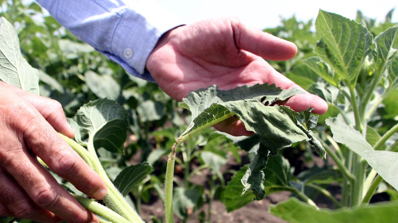 "Yaprakları yiyorlar"