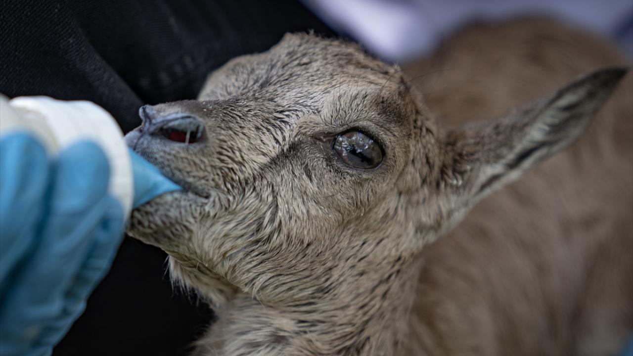 Üç saatte bir keçi sütü veriliyor