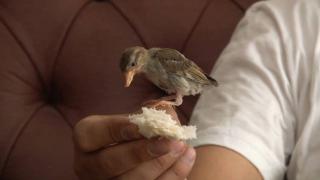 Girdiği evin maskotu olan serçenin adı "Bayram" oldu