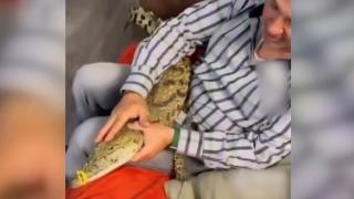 İstanbul'da yasaklı hayvan operasyonu: Timsaha tasma takıp gezdirmişler