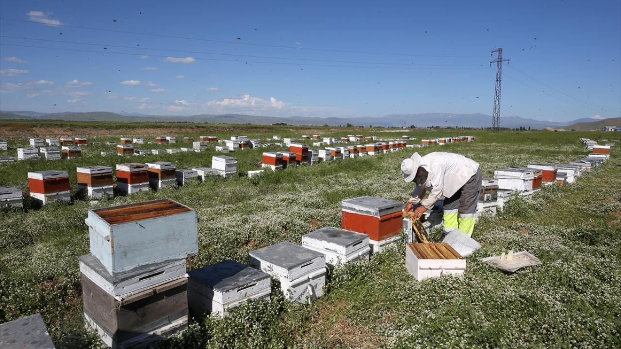 "Muş Ovası`nın florasından verim aldığımız için burayı tercih ediyoruz"