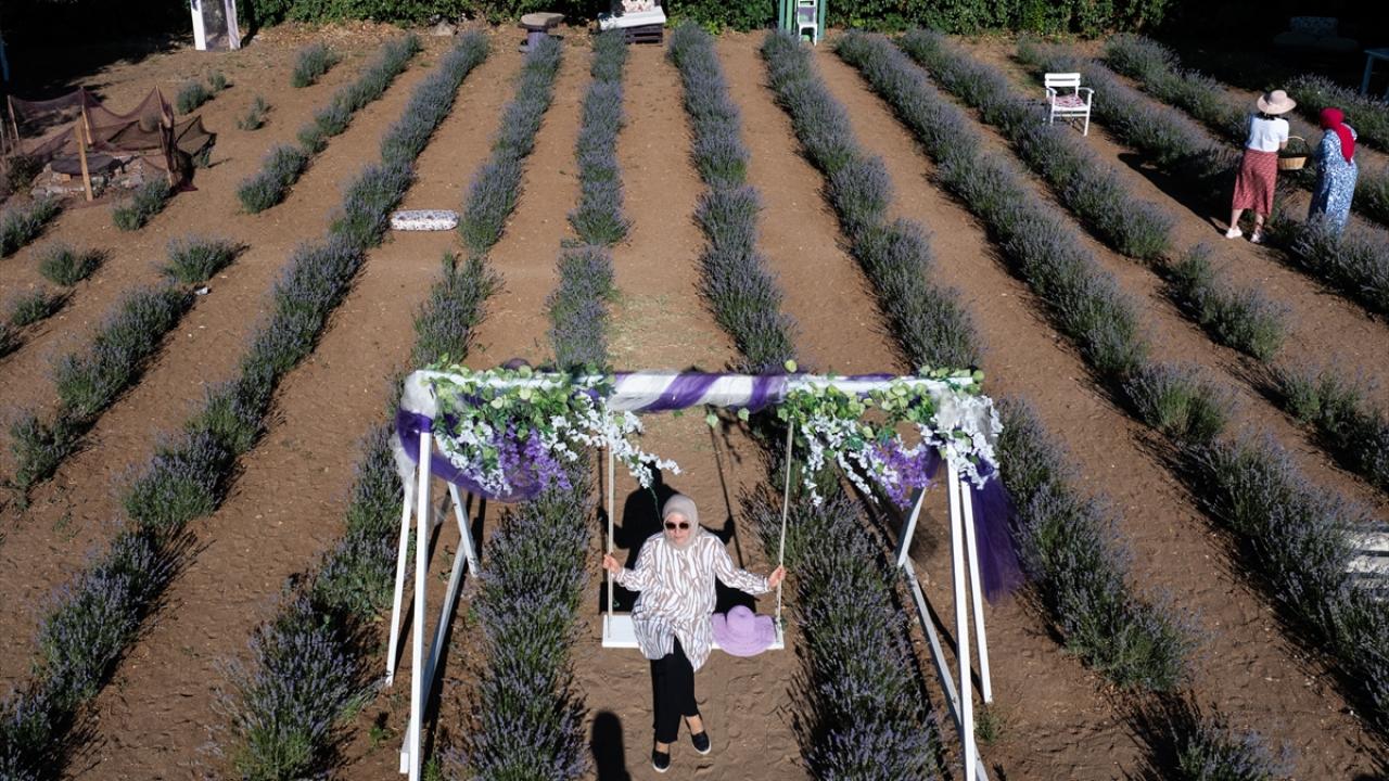 "Yağ kalitesi itibarıyla yetiştiricilikte tercih edilen bir bitki"