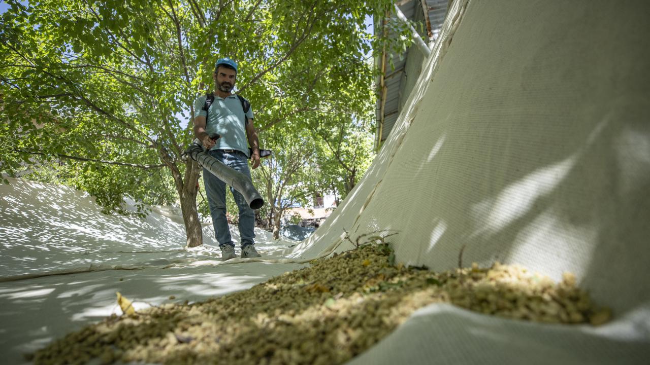 "Ulukale dutu endemik diyebiliriz"