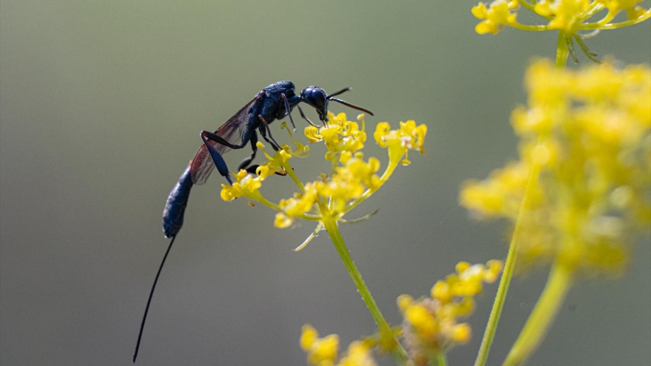Xorides Filiformis