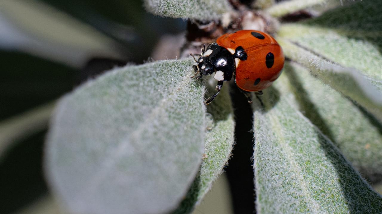 Uğur böceği 