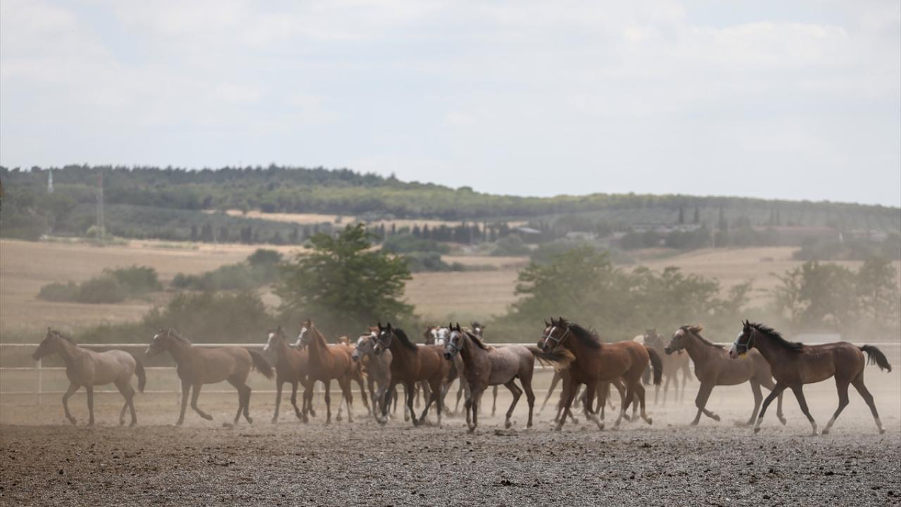 Aygırlar koşu hayatı biten şampiyon atlardan seçiliyor