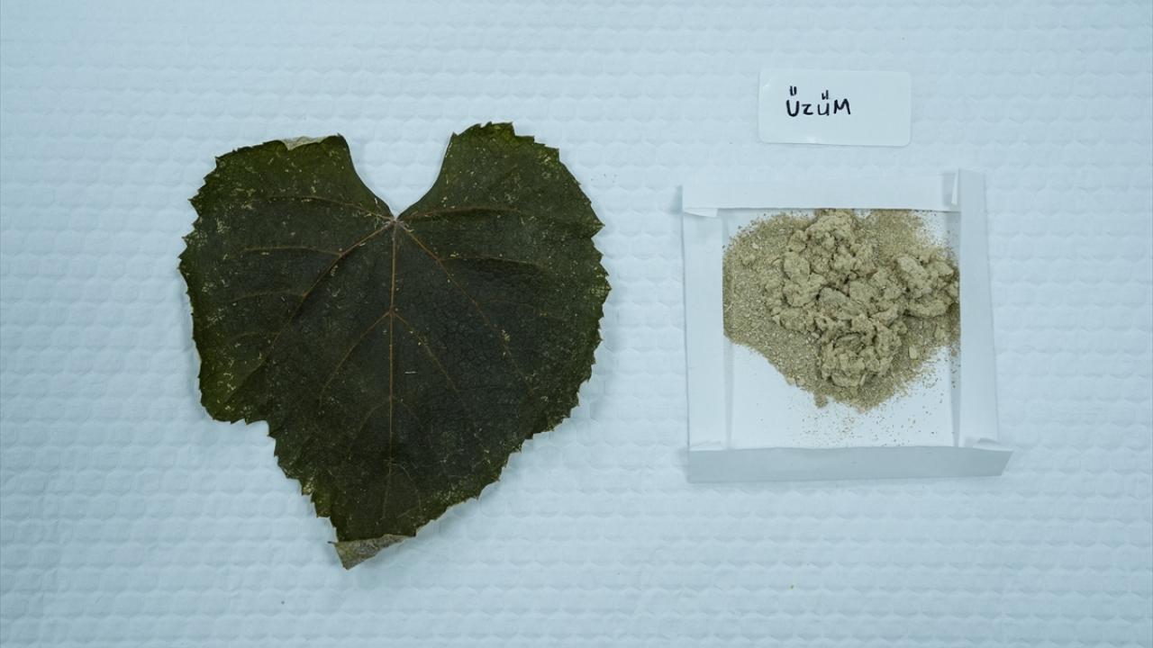 Üzüm, elma, kavun ve çilek yaprakları üzerinde çalışılıyor