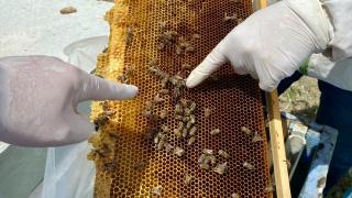 Nesli tükenme tehlikesi altındaki "Anadolu arısı" bozkırda yeniden çoğaltılıyor