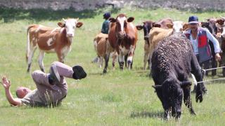 Erzurum'da boğalar firar etti
