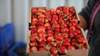 Türkiye'nin Almanya'ya kiraz ihracatı "EURO 2024" ile 5'e katlandı